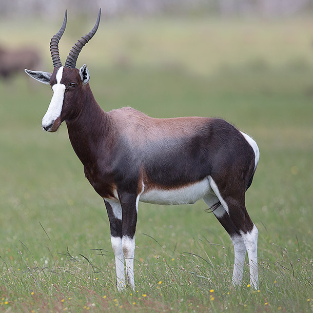 Bontebok